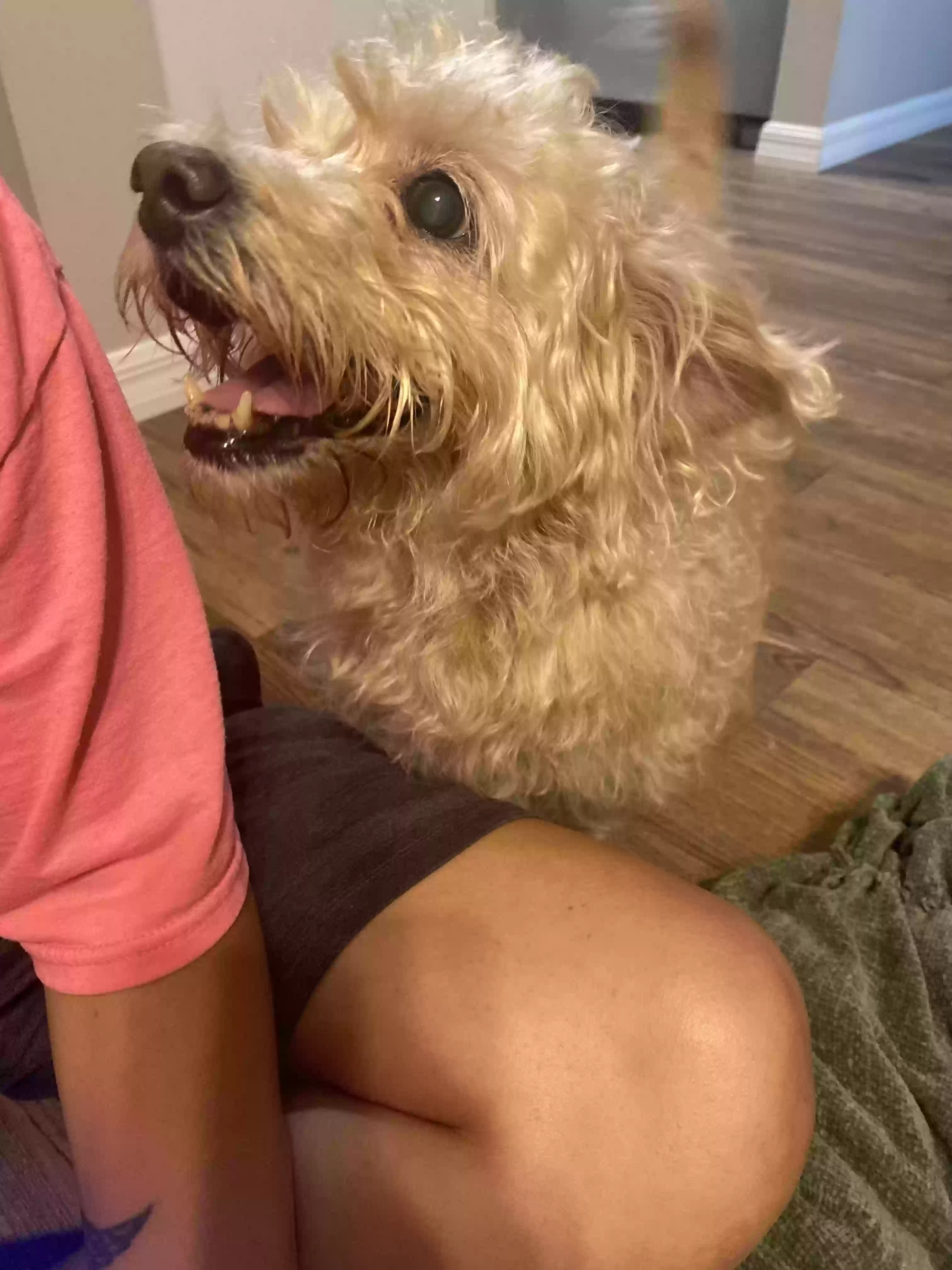 adoptable Dog in Lake City,FL named Ella